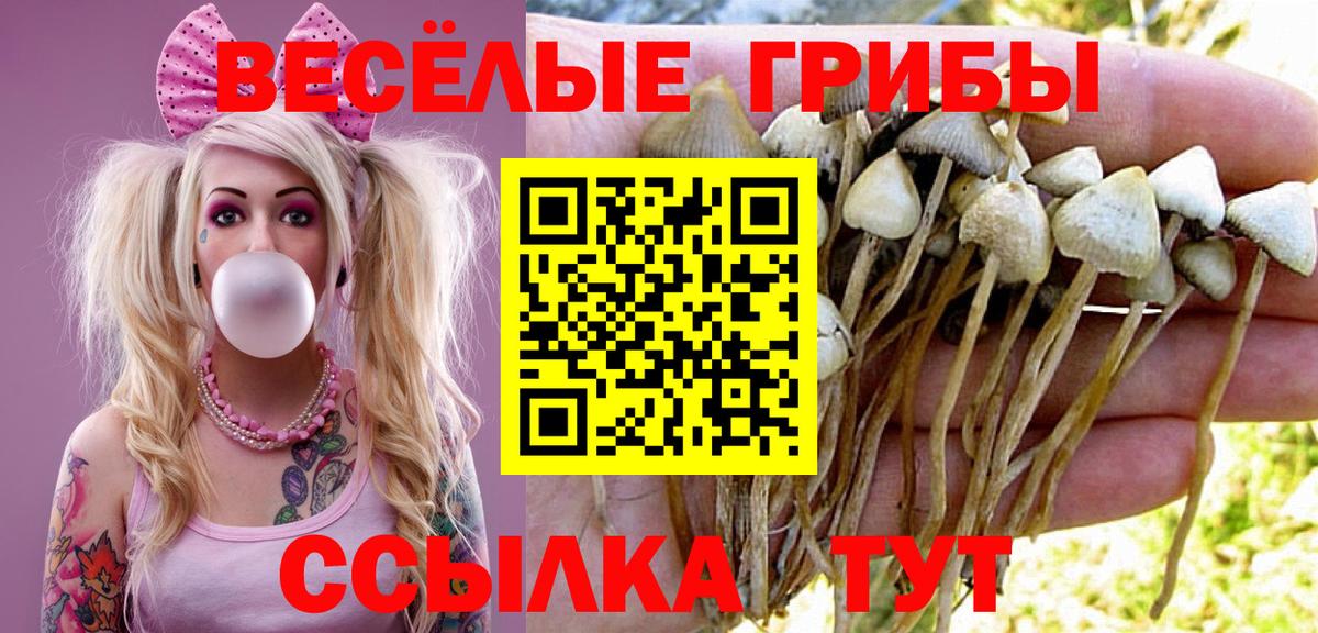 Псилоцибиновые грибы Psilocybe  Псилоцибиновые грибы GOLDEN TEACHER  купить   Калининград  Вход с VPN 